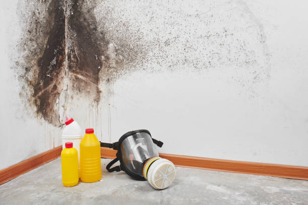 Best HVAC Mold Remediation in Henning, TN
