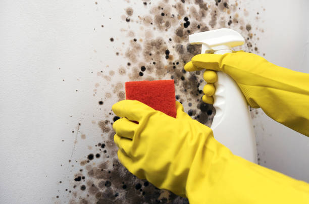 Best DIY Mold Remediation Support Services in Henning, TN