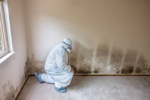 Best Post-Flood Mold Remediation in Henning, TN